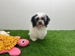 Mal-Shi pups ( Maltezer x Shih Tzu), België, Overige rassen, 8 tot 15 weken, CDV (hondenziekte)