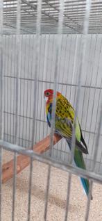 Rosella