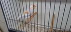 Kruisingen, Dieren en Toebehoren, Vogels | Overige Vogels