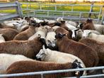 42 ZWARE RAMMEN TE KOOP, Dieren en Toebehoren, Schapen, Geiten en Varkens