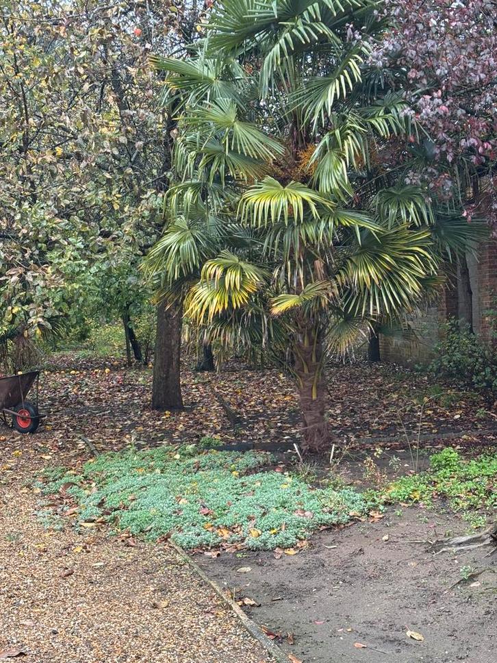 2 Palmbomen uitgraven, Tuin en Terras, Bloembollen en Zaden, Ophalen
