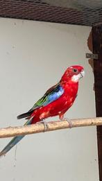 Rosella, Dieren en Toebehoren, Vogels | Parkieten en Papegaaien, Meerdere dieren, Parkiet, Geringd