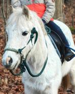 Brave c pony ruin, Animaux & Accessoires, Poney C (1.27 m à 1.37m), 11 ans ou plus, Hongre, Poney de récréation