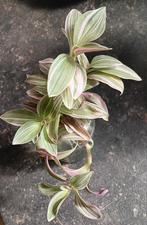 Stek Tradescantie "Lavender", Ophalen of Verzenden