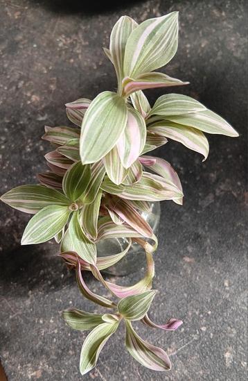 Stek Tradescantie "Lavender"
 beschikbaar voor biedingen
