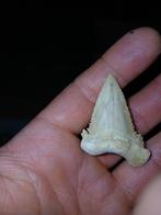 Fossiele haaientand paleocarcharodon, Enlèvement ou Envoi