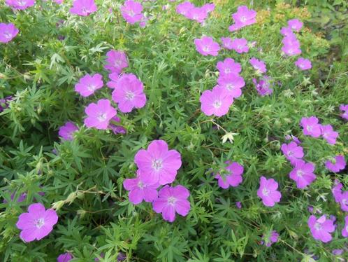 Laatste plantjes ooievaarsbek te koop, Tuin en Terras, Planten | Tuinplanten, Ophalen