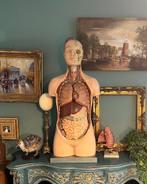 Zeldzaam Anatomisch model jaren 50 Biokosmos Antwerpen, Antiek en Kunst, Ophalen of Verzenden