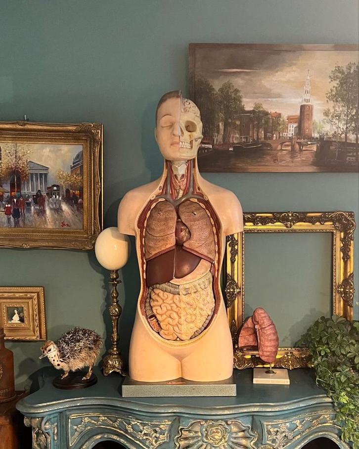 Zeldzaam Anatomisch model jaren 50 Biokosmos Antwerpen, Antiek en Kunst, Curiosa en Brocante, Ophalen of Verzenden