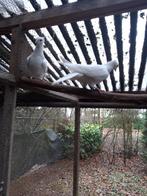 Duiven Taklas, Overige soorten