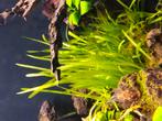 Vallisneria 10stuks, Overige typen, Zoetwatervis