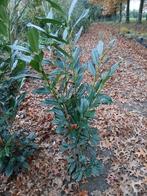 Prunus Novita - Prunus Caucasica, Tuin en Terras, Ophalen