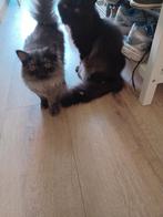 Perzische kitten ( kater ), Dieren en Toebehoren, Kater, Gechipt, 0 tot 2 jaar