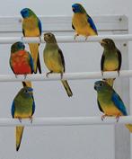 Turquoisine en Blauwvleugelparkieten, Dieren en Toebehoren, Vogels | Parkieten en Papegaaien, Meerdere dieren, Parkiet, Geringd