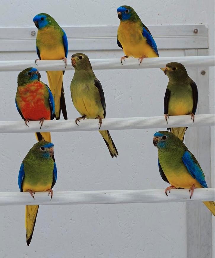 Turquoisine en Blauwvleugelparkieten, Dieren en Toebehoren, Vogels | Parkieten en Papegaaien, Parkiet, Meerdere dieren, Geringd