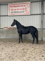 Jolie jument de 3 ans à vendre, Animaux & Accessoires, Chevaux, Cheval de dressage, Avec pedigree, 160 à 165 cm, Non dressé