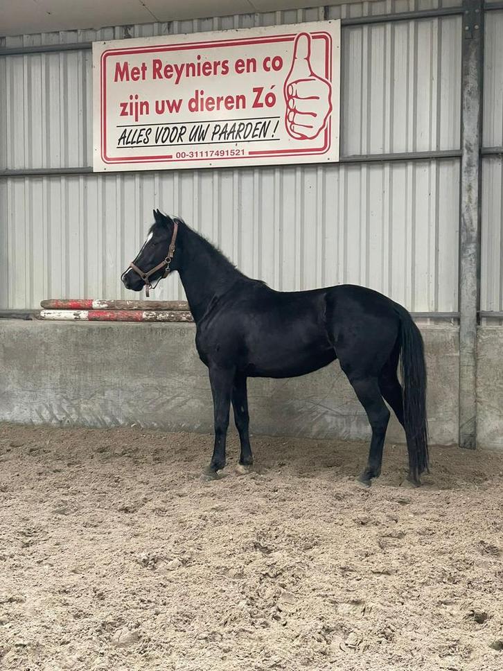 Lieve 3 jarige merrie te koop, Dieren en Toebehoren, Paarden, Merrie, Onbeleerd, 160 tot 165 cm, 3 tot 6 jaar, Dressuurpaard, Met stamboom