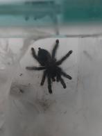 Mannelijke avicularia avicularia gezocht, Dieren en Toebehoren