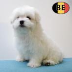 Maltezer - zachte Belgisch pups te koop, België, Maltezer, Handelaar, CDV (hondenziekte)