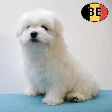 Maltezer - zachte Belgisch pups te koop beschikbaar voor biedingen