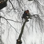 Abattage les  arbres, Enlèvement ou Envoi