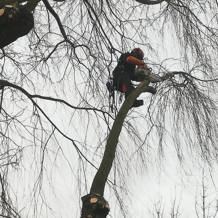 Abattage les  arbres, Jardin & Terrasse, Plantes | Arbres, Enlèvement ou Envoi