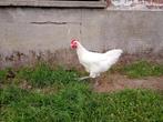 Poule de Bresse haan, Dieren en Toebehoren, Mannelijk, Kip