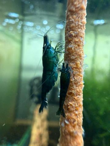 Green jade neocaridina beschikbaar voor biedingen