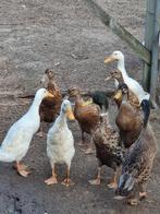 Loopeenden, Dieren en Toebehoren