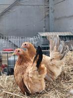 Chabo kipjes hennetjes, Dieren en Toebehoren, Pluimvee, Vrouwelijk, Kip