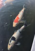 Koi, Dieren en Toebehoren