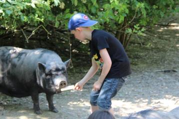 🎉 Anniversaire inoubliable avec rapaces et animaux 🦅 beschikbaar voor biedingen