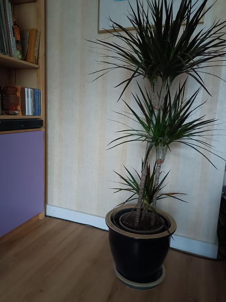 Arbre au sang de dragon (Dracaena marginata), Maison & Meubles, Plantes d'intérieur, 100 à 150 cm, En pot, Enlèvement