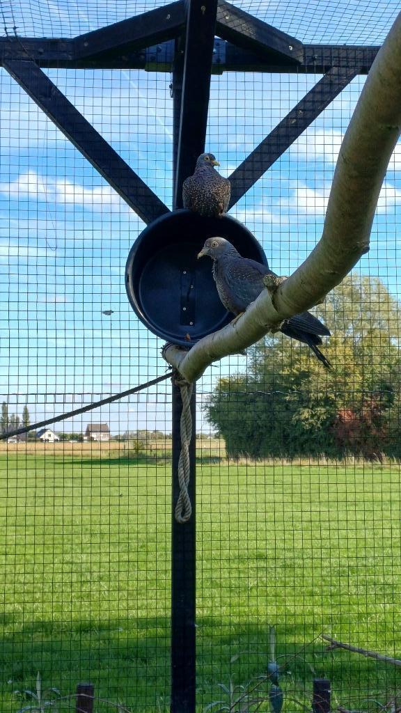 2-0 olijfduif 2025, Dieren en Toebehoren, Vogels | Duiven, Overige soorten, Mannelijk