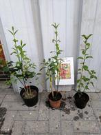 Europese Kardinaalsmuts, Euonymus Europaeus in 3-l pot: 5€, Jardin & Terrasse, Plantes | Arbustes & Haies, Moins de 100 cm, Enlèvement