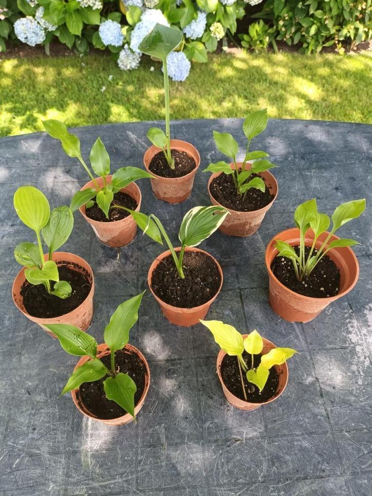 Hosta soorten, Tuin en Terras, Planten | Tuinplanten, Halfschaduw, Ophalen