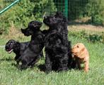Engelse Cocker pups, België, CDV (hondenziekte), 8 tot 15 weken, Meerdere