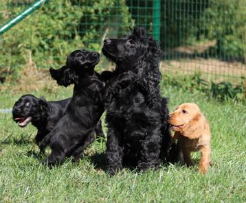 Engelse Cocker pups beschikbaar voor biedingen