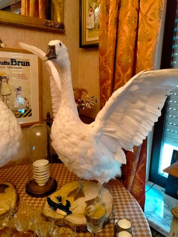 Taxidermie:witte opgezette gans. beschikbaar voor biedingen