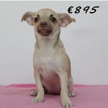 Schattige Chihuahua pups te koop, 15 weken tot 1 jaar, Handelaar, Buitenland, Meerdere