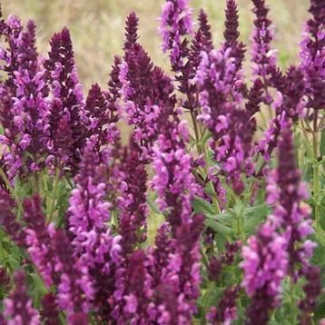 Salvia soorten beschikbaar voor biedingen