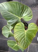 Philodendron Lynamii, Huis en Inrichting, Kamerplanten, Ophalen of Verzenden