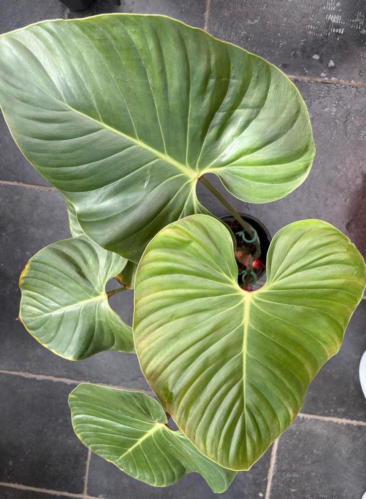 Philodendron Lynamii, Huis en Inrichting, Kamerplanten, Ophalen of Verzenden