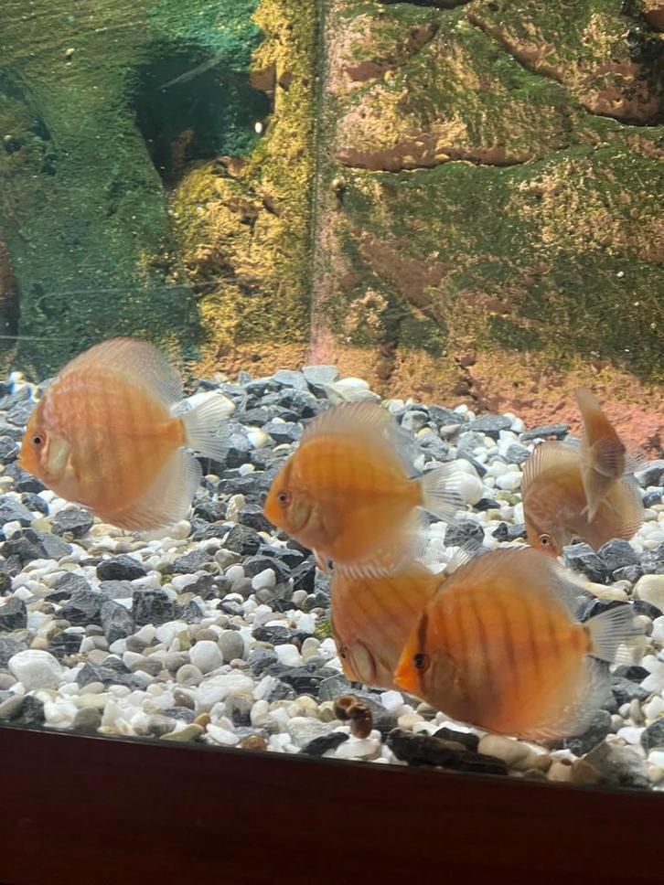 Antwerpen 2100, Dieren en Toebehoren, Vissen | Aquariumvissen, Vis