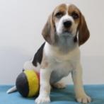 Beagle - Belgisch pups te koop, België, Beagle, Handelaar, CDV (hondenziekte)