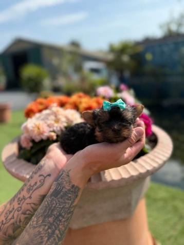 Prachtige mini yorkshire terriër pups beschikbaar voor biedingen