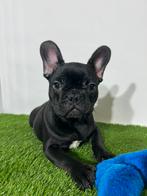 Franse Bulldog pups te koop, Dieren en Toebehoren, Honden | Bulldogs, Pinschers en Molossers, CDV (hondenziekte), Meerdere, Bulldog