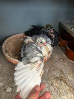 Jeunes canario, Sexe inconnu, Boulant