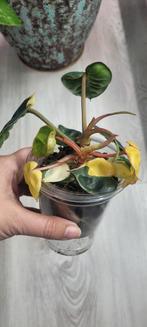 philodendron billietiae variegated te koop, Huis en Inrichting, Kamerplanten, Ophalen