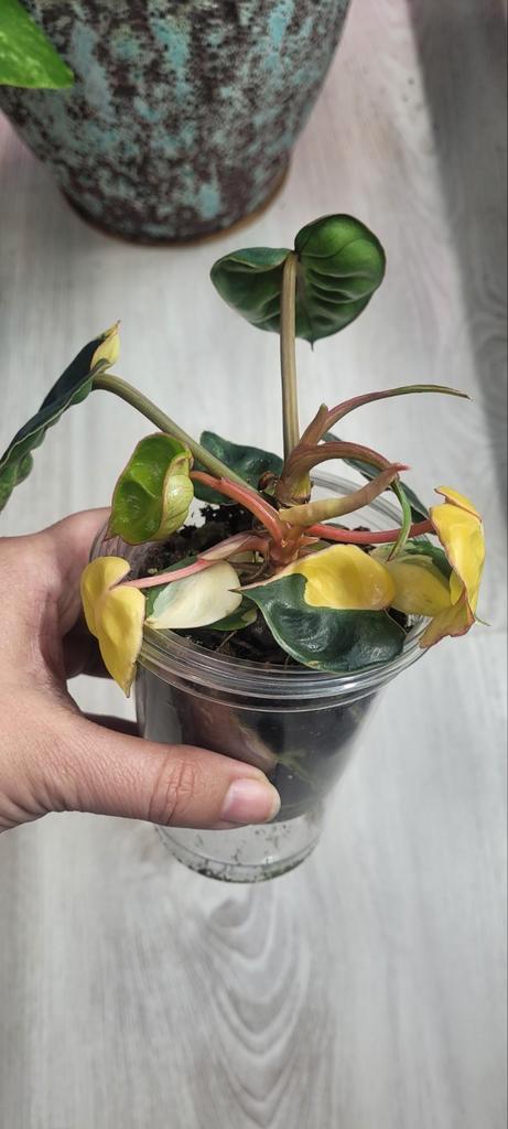 philodendron billietiae variegated te koop, Huis en Inrichting, Kamerplanten, Ophalen